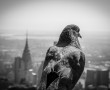 Birdview NY Kunstwerk Birdview NY