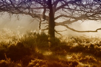 Ochtend mystiek Ochtend mystiek