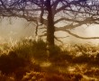 Ochtend mystiek Kunstwerk Ochtend mystiek