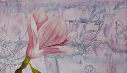 Magnolia Magnolia