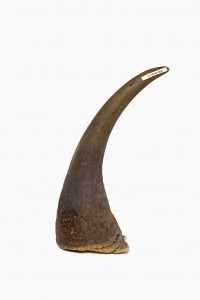 Wildlife Trade 6 Wildlife Trade 6