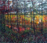 In the woods  In the woods