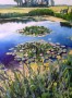 Waterlelies Kunstwerk Waterlelies