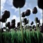 Kunstwerk Zwarte Tulpen