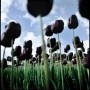 Zwarte Tulpen Kunstwerk Zwarte Tulpen