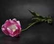 Tulp Kunstwerk Tulp