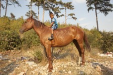 Cowboys  Cowboys