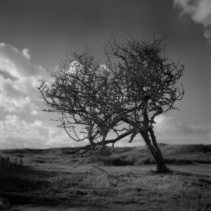 Tree in the dunes 2