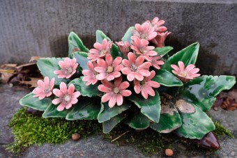 Bloemenweelde Bloemenweelde