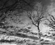 Winterbloesem Kunstwerk Winterbloesem