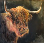 Schotse hooglander Schotse hooglander