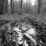 Swamp fairy Kunstwerk Swamp fairy