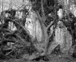 The inscrutable life Kunstwerk The inscrutable life
