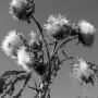 Knikkende distel Kunstwerk Knikkende distel