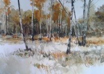 Berken bij het  De Siptenpad - Kaaistoep - 09112018 Berken bij het  De Siptenpad - Kaaistoep - 09112018