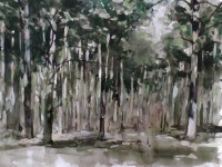 Bos bij de Puttendijk  - Kaaistoep - 28122018 Bos bij de Puttendijk  - Kaaistoep - 28122018