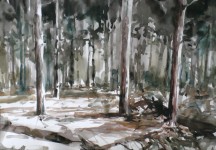 Bos bij het de Siptenpad - Kaaistoep -  31122018 Bos bij het de Siptenpad - Kaaistoep -  31122018