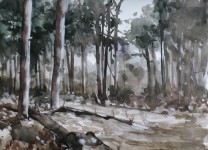 Bos bij het De Siptenpad - Kaaistoep - 29122018 Bos bij het De Siptenpad - Kaaistoep - 29122018