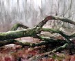 Omgevallen boom bij het Marterpad - Kaaistoep -  20122018 Kunstwerk Omgevallen boom bij het Marterpad - Kaaistoep -  20122018