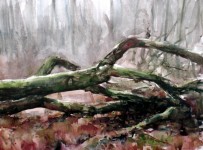 Omgevallen boom bij het Marterpad - Kaaistoep -  20122018 Omgevallen boom bij het Marterpad - Kaaistoep -  20122018