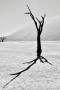 deadvlei I Kunstwerk deadvlei I