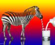 Zebraaa regenboog Kunstwerk Zebraaa regenboog