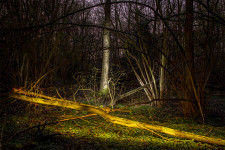 Vliegenbos bos serie lente Vliegenbos bos serie lente