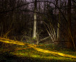 Vliegenbos bos serie lente Kunstwerk Vliegenbos bos serie lente