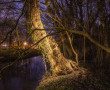 vliegenbos oude boom Kunstwerk vliegenbos oude boom