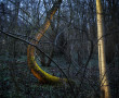 vliegenbos selectie bochtboom 3 Kunstwerk vliegenbos selectie bochtboom 3