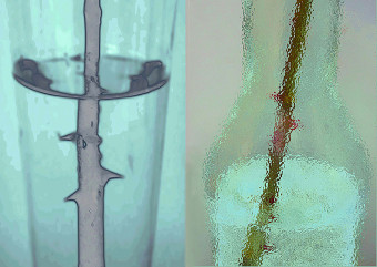 Blue blue transparency I Blue blue transparency I