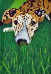 Grass Grass