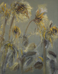 zonnebloemen zonnebloemen