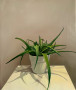 Vetplant Kunstwerk Vetplant