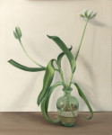 Tulp Tulp