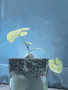 Dioscorea Kunstwerk Dioscorea