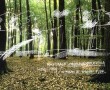Verblijf in het bos Kunstwerk Verblijf in het bos