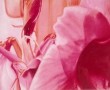 Amaryllis 2 Kunstwerk Amaryllis 2