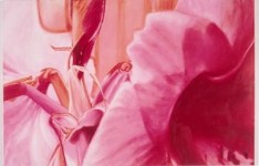Amaryllis 2 Amaryllis 2
