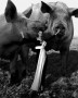 Pigs from..... Kunstwerk Pigs from.....