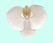 orchid orchid