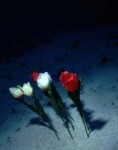 tulp tulp