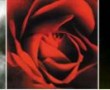 Anima Mundi  (Rose) Kunstwerk Anima Mundi  (Rose)