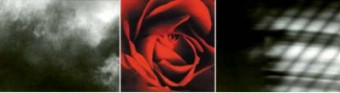 Anima Mundi  (Rose) Anima Mundi  (Rose)