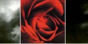 Anima Mundi  (Rose) Anima Mundi  (Rose)