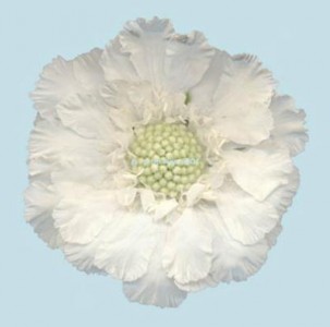 WHITE WHITE