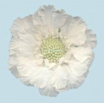 WHITE WHITE