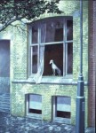De hond De hond