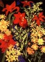 Amaryllis and Golden Rod Kunstwerk Amaryllis and Golden Rod
