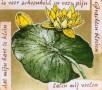 Grachten Bloeien Kunstwerk Grachten Bloeien